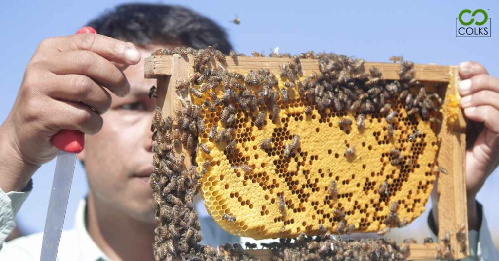 COLKS-apiculture-training.